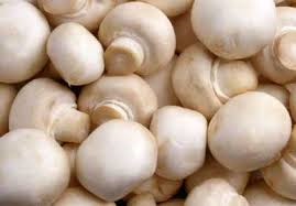 mushroom white button